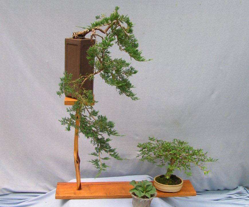 DaSu Bonsai Studios Blue Rug Juniper Tall Cascade